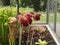 Crimson pitcherplant / Sarracenia leucophylla / Purple trumpet-leaf, SarracÃ©nie blanche, Schlauchpflanze