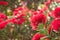 Crimson Pohutukawa tree flowers in bloom