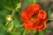 Crimson Potentilla flower