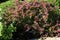 Crimson Pygmy Japanese Barberry  820084