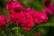 Crimson red bushy roses in bloom, rose garden on sunny day