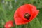 Crimson Red Flanders Blood Poppy Flower