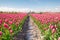 Crimson red tulip flowers field and bicycle