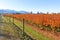 Crimson Red Winter Blueberry Bushes