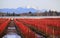 Crimson Red Winter Blueberry Field