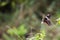 Crimson rose Butterfly foraging