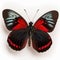 Crimson Rose Pachliopta hector butterfly. Beautiful Butterfly in Wildlife. Isolate on white background