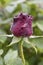 Crimson rosebud with water droplets