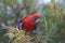 Crimson Rosella