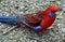 Crimson Rosella