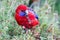 Crimson Rosella