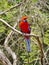 Crimson Rosella