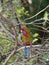 Crimson Rosella