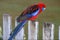 Crimson rosella