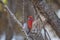 Crimson Rosella. Australian native parrot. Australian fauna.