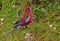 Crimson Rosella feeding on gaura flowers