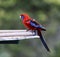 Crimson Rosella parrot