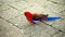 Crimson Rosella Parrot