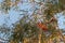 Crimson Rosella parrot bird in orange color perching on Eucalyptus tree, Australia.