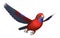 Crimson Rosella Parrot in Flight