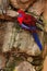 Crimson rosella, Platycercus elegans, colourful parrot sitting on the rock. Animal in the nature habitat, Australia. Parrot sittin