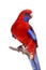 Crimson Rosella on white