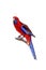 Crimson Rosella on white