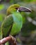 Crimson-rumped Toucanet