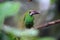 Crimson-rumped toucanet in Equador