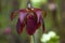 Crimson sarracenia purpurea or side-saddle flower in garden with blurred background