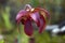 Crimson sarracenia purpurea or side-saddle flower in garden with blurred background