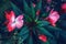 crimson scarlet red pink New Guinea impatiens hawkery flowers on green foliage background. Dark art moody floral.