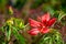 The crimson scarlet rosemallow flowers are splendid and beautiful.