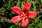 The crimson scarlet rosemallow flowers are splendid and beautiful.