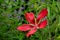 The crimson scarlet rosemallow flowers are splendid and beautiful.