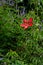 The crimson scarlet rosemallow flowers are splendid and beautiful.