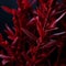 Crimson Secrets: Seductive and Intriguing Plant Stems