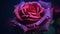 Crimson Serenade: A Water Drop Adorned Valentine\\\'s Day Rose in Intense Hues