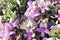 Crimson Speckled Moth sitting on multi-coloured flowers