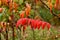 Crimson Sumac in the Autumn against a Blurred Background