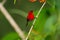 Crimson sunbird