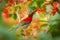Crimson Sunbird (Aethopyga siparaja)