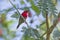 Crimson sunbird in Bardia, Nepal