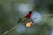 Crimson sunbird on chinese-hut