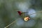 Crimson sunbird on chinese-hut