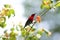 Crimson sunbird on chinese-hut