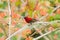 Crimson sunbird seek a food on the flower