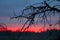 Crimson sunset and dead tree branches