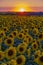 Crimson sunset over the field of flowering sunflower