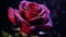 Crimson Symphony: A Drip Painting Rose for a Passionate Valentine\\\'s Day